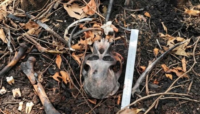 BKSDA dan Gakkumhut Usut Temuan Tengkorak Diduga Orangutan