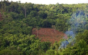 Silvikultur Dinilai Kunci Pulihkan Hutan yang Rusak